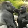 Investigación: Los grandes simios hacen bromas