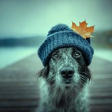 Humores visuales: "Anne Geier y sus simpáticas fotos de perros"